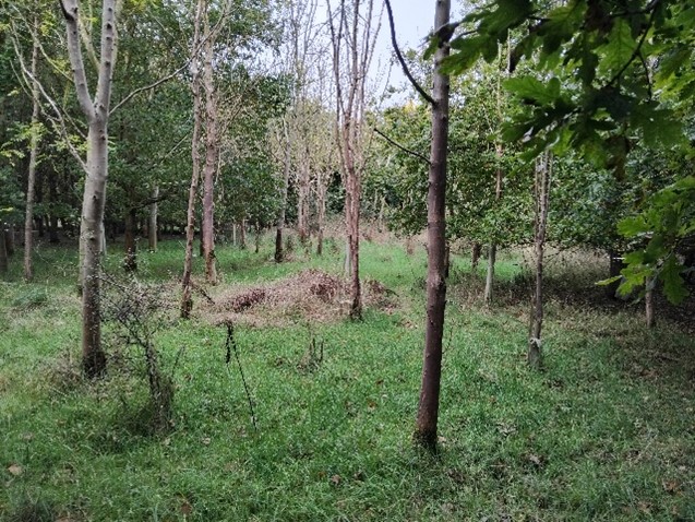 The glade before clearing