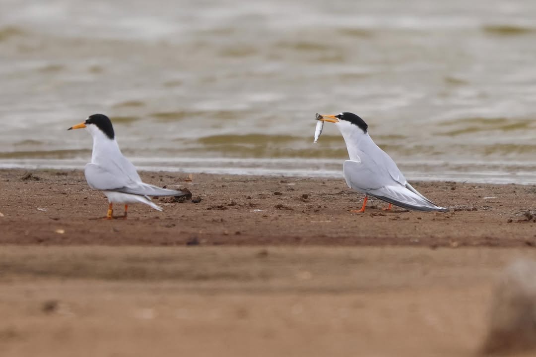 South Holderness Countryside Society