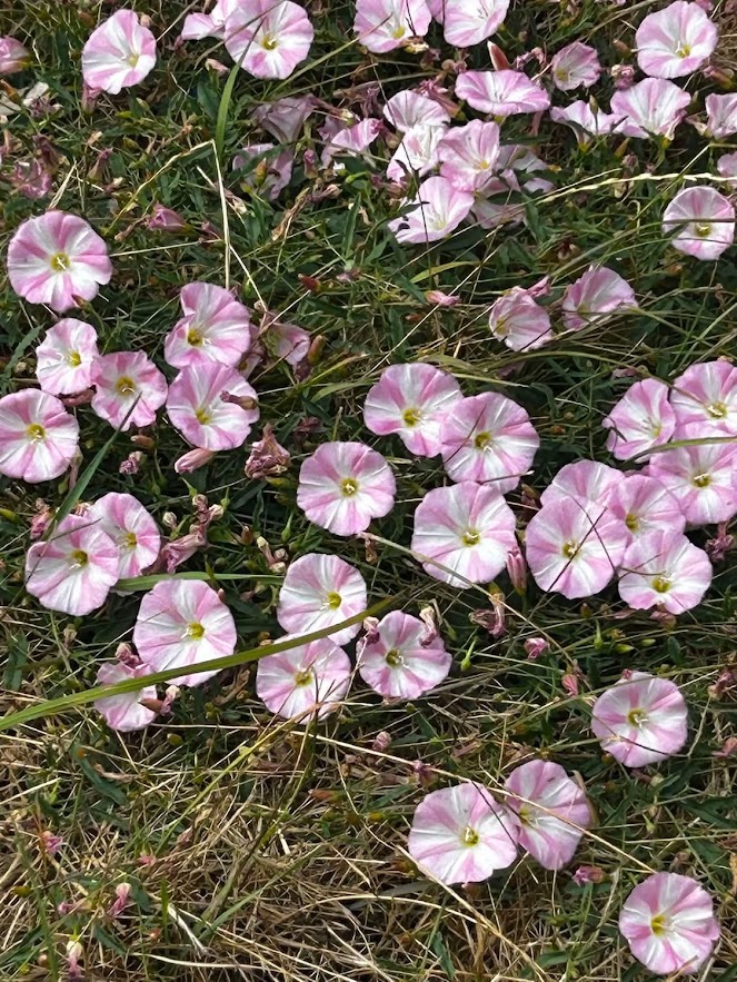 South Holderness Countryside Society